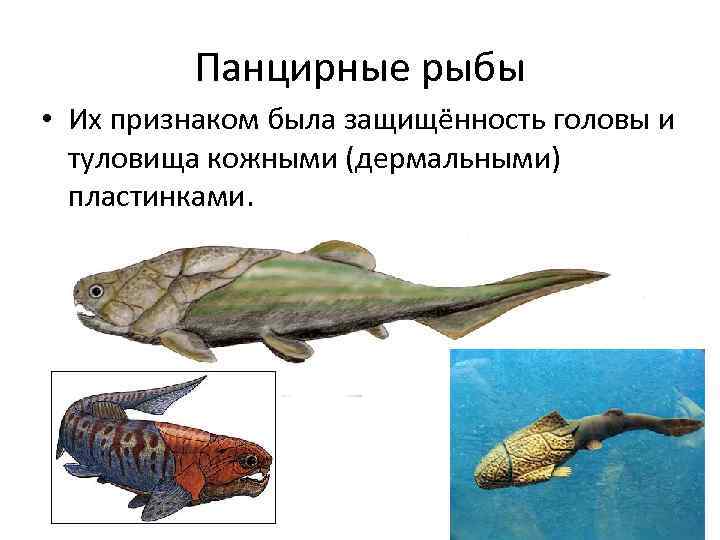 Панцирные рыбы • Их признаком была защищённость головы и туловища кожными (дермальными) пластинками. 