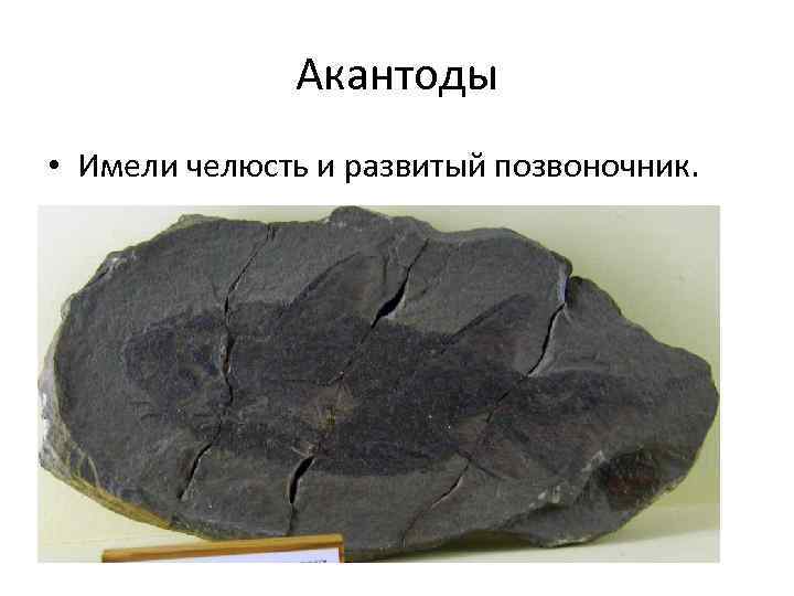 Акантоды • Имели челюсть и развитый позвоночник. 