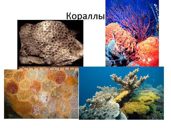 Кораллы 