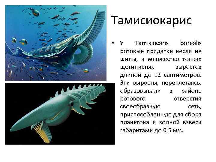 Тамисиокарис • У Tamisiocaris borealis ротовые придатки несли не шипы, а множество тонких щетинистых