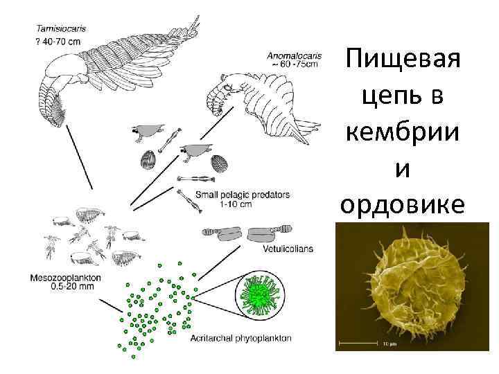 Пищевая цепь в кембрии и ордовике 