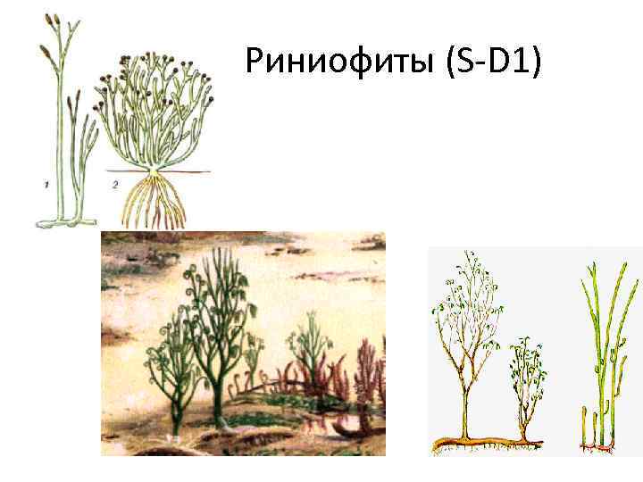 Риниофиты (S-D 1) 