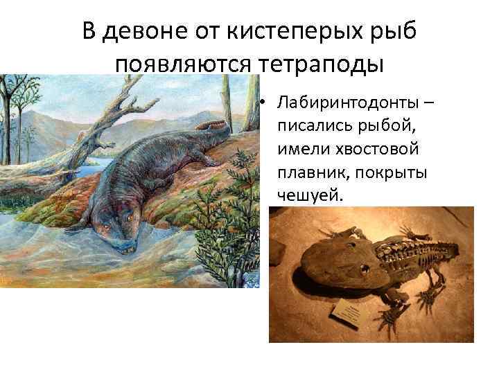 В девоне от кистеперых рыб появляются тетраподы • Лабиринтодонты – писались рыбой, имели хвостовой