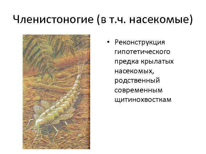 Членистоногие (в т. ч. насекомые) • Реконструкция гипотетического предка крылатых насекомых, родственный современным щитинохвосткам