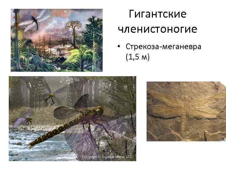 Гигантские членистоногие • Стрекоза-меганевра (1, 5 м) 