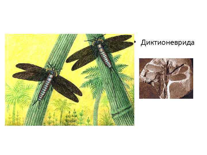  • Диктионеврида 