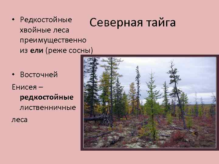  • Редкостойные Северная хвойные леса преимущественно из ели (реже сосны) • Восточней Енисея