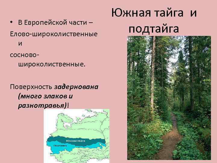  • В Европейской части – Елово широколиственные и сосново широколиственные. Поверхность задернована (много