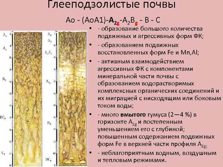 Глееподзолистые почвы Ao (Ао. А 1) A 2 g A 2 Bg В С