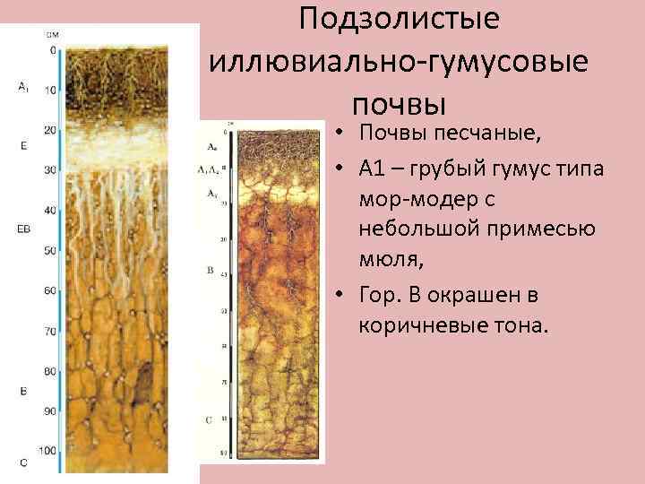 Подзолистые иллювиально гумусовые почвы • Почвы песчаные, • А 1 – грубый гумус типа