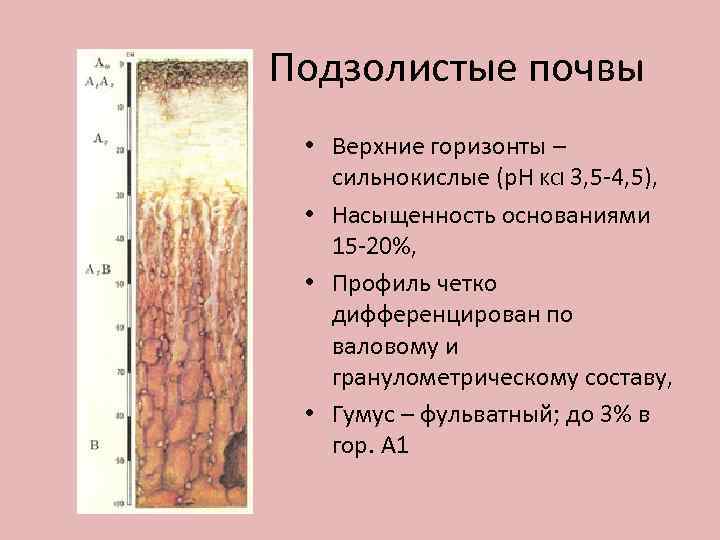 Подзолистые почвы • Верхние горизонты – сильнокислые (р. Н KCl 3, 5 4, 5),
