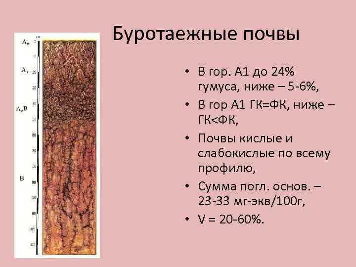 Буротаежные почвы • В гор. А 1 до 24% гумуса, ниже – 5 6%,