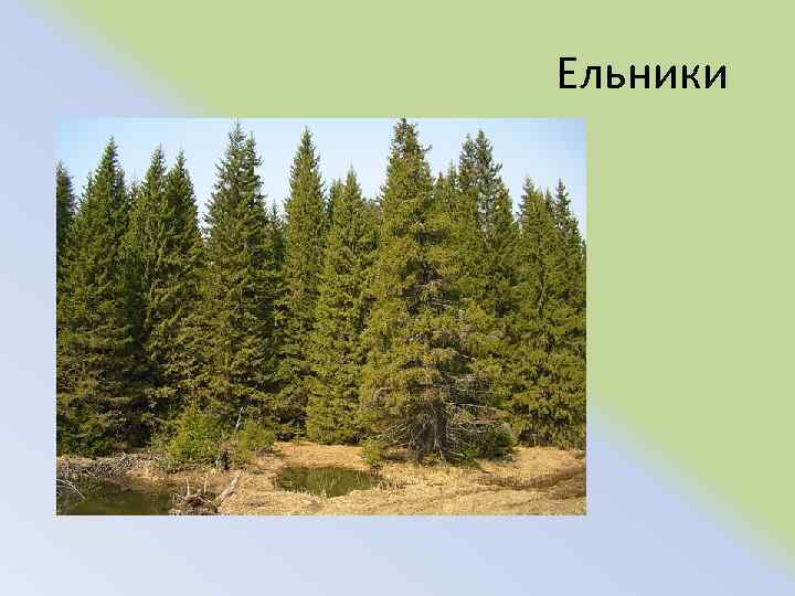 Ельники 