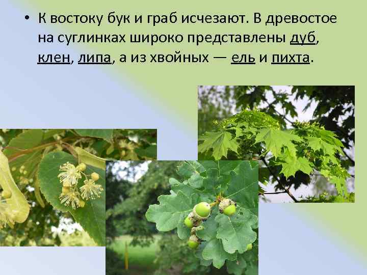  • К востоку бук и граб исчезают. В древостое на суглинках широко представлены