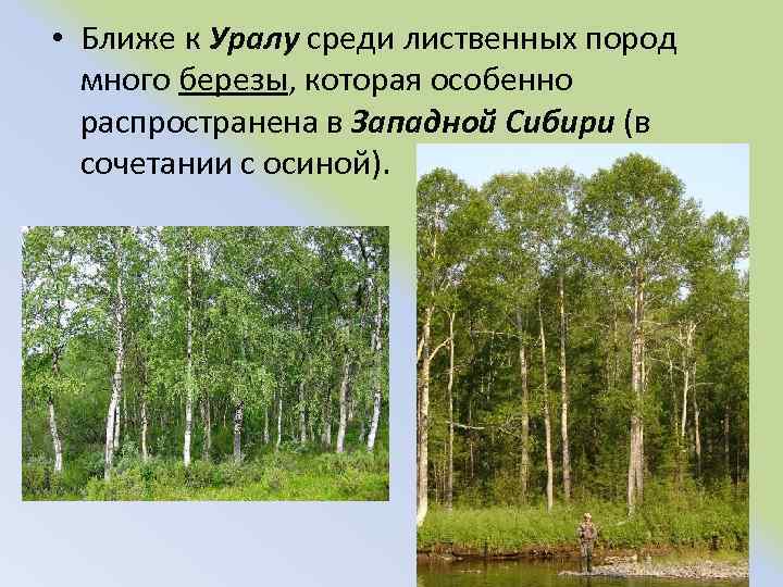  • Ближе к Уралу среди лиственных пород много березы, которая особенно распространена в