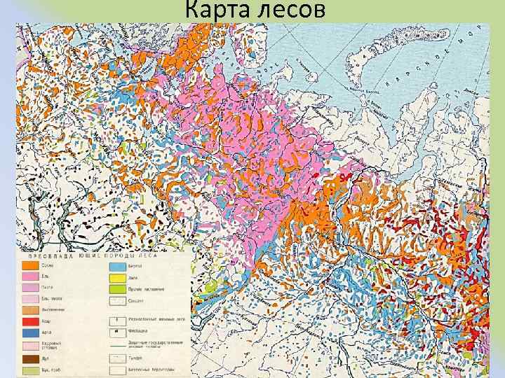 Карта лесов 