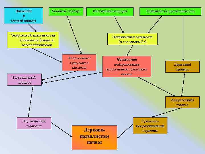 Влажный и теплый климат Хвойные породы Лиственные породы Энергичной деятельности почвенной фауны и микроорганизмов