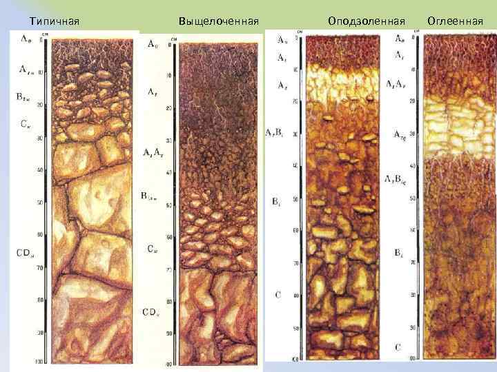 Типичная Выщелоченная Оподзоленная Оглеенная 
