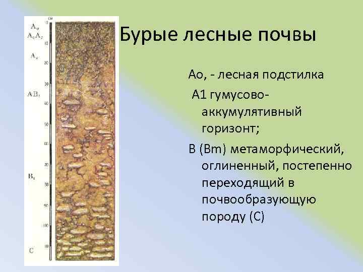 Бурые лесные почвы Ао, лесная подстилка А 1 гумусово аккумулятивный горизонт; B (Bm) метаморфический,