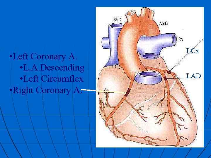  • Left Coronary A. • L. A. Descending • Left Circumflex • Right