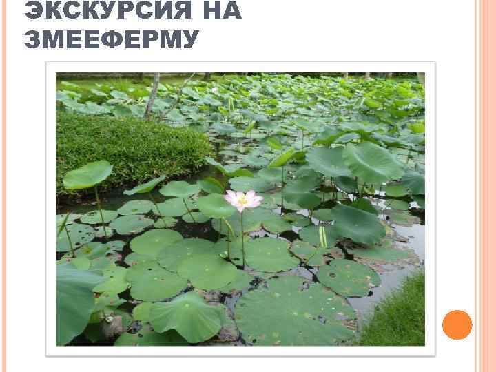 ЭКСКУРСИЯ НА ЗМЕЕФЕРМУ 