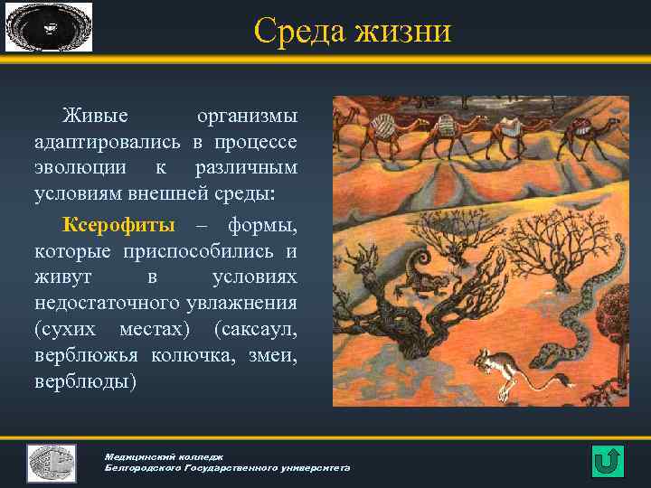 Среда жизни Живые организмы адаптировались в процессе эволюции к различным условиям внешней среды: Ксерофиты