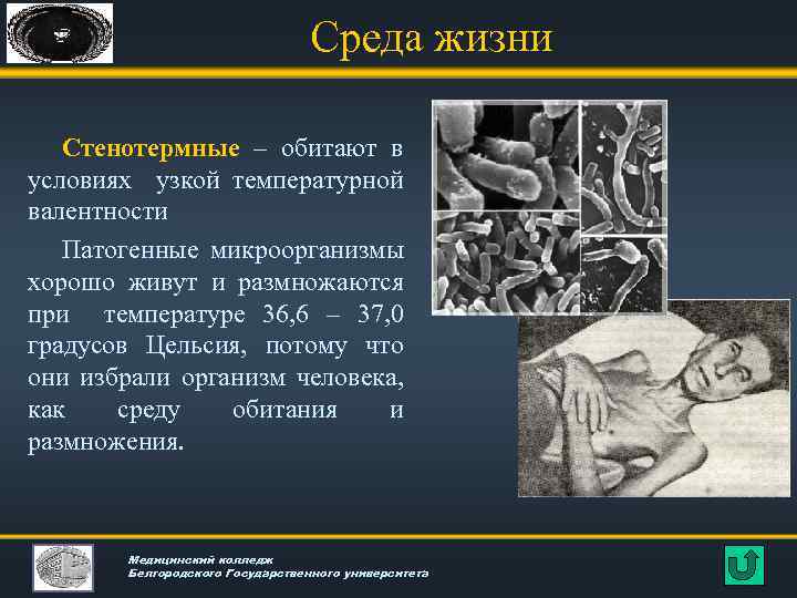 Среда жизни Стенотермные – обитают в условиях узкой температурной валентности Патогенные микроорганизмы хорошо живут