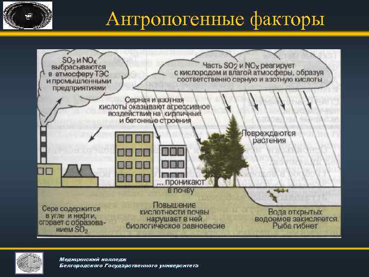 Антропогенные факторы Медицинский колледж Белгородского Государственного университета 