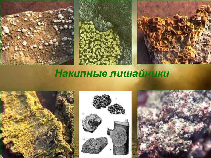 Накипные лишайники 