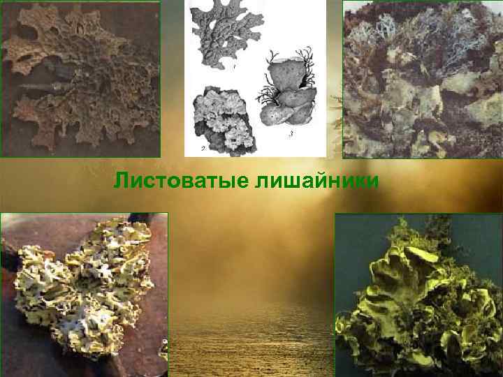 Листоватые лишайники 