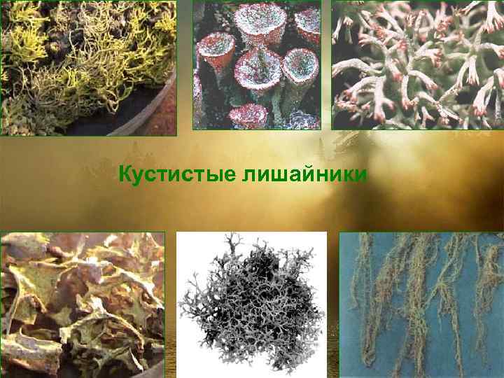 Кустистые лишайники 
