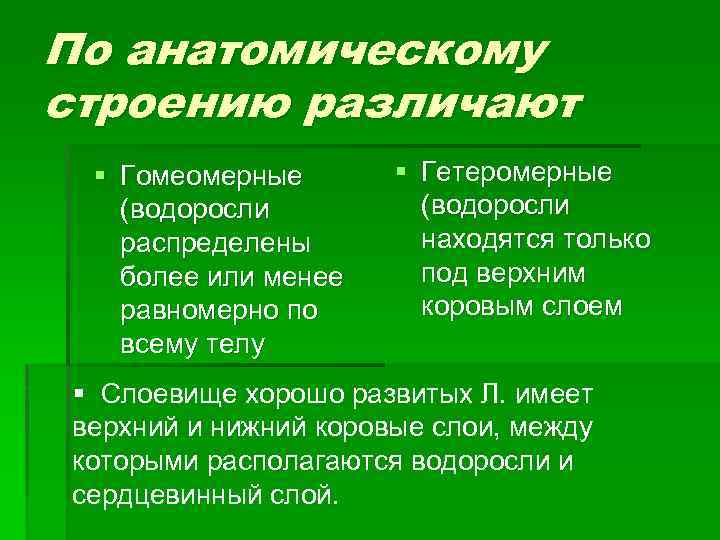 По анатомическому строению различают § Гомеомерные (водоросли распределены более или менее равномерно по всему