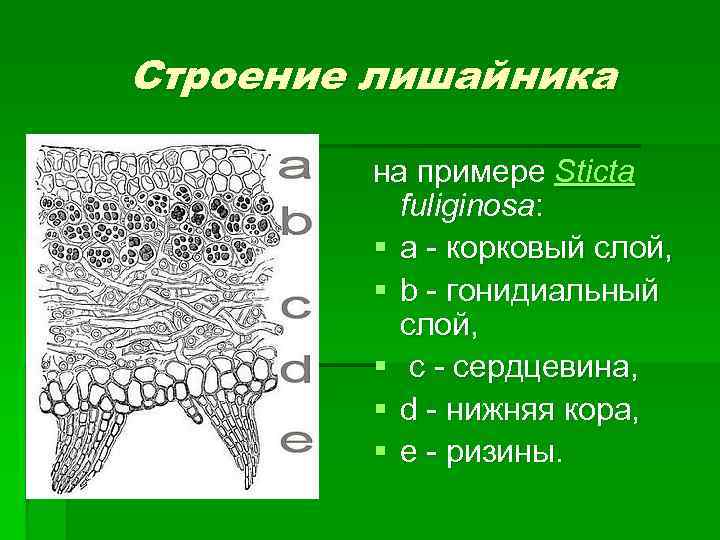 Схема лишайника. Нижний коровый слой у лишайника. Строения лишайника Нижний коровый слой. Неклеточное строение лишайника. У лишайников неклеточное строение.