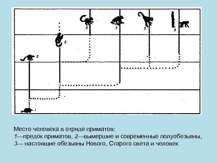 Место человека в системе животного мира презентация