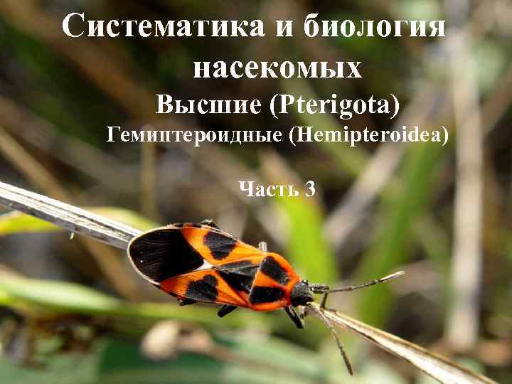 Систематика и биология насекомых Высшие (Рterigota) Гемиптероидные (Hemipteroidea) Часть 3 