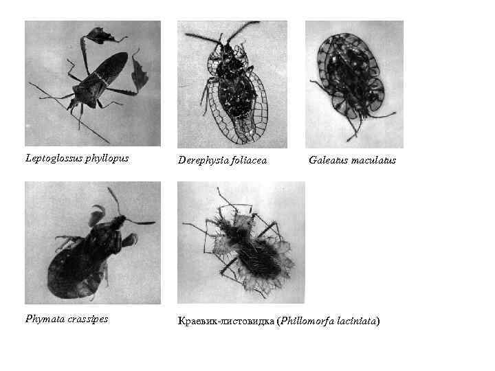 Leptoglossus phyllopus Derephysia foliacea Phymata crassipes Краевик-листовидка (Phillomorfa laciniata) Galeatus maculatus 
