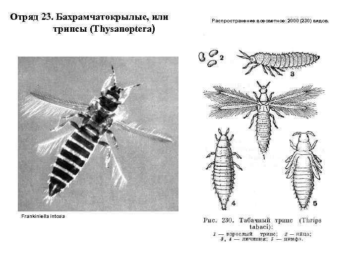 Насекомые биология 7 класс контрольная