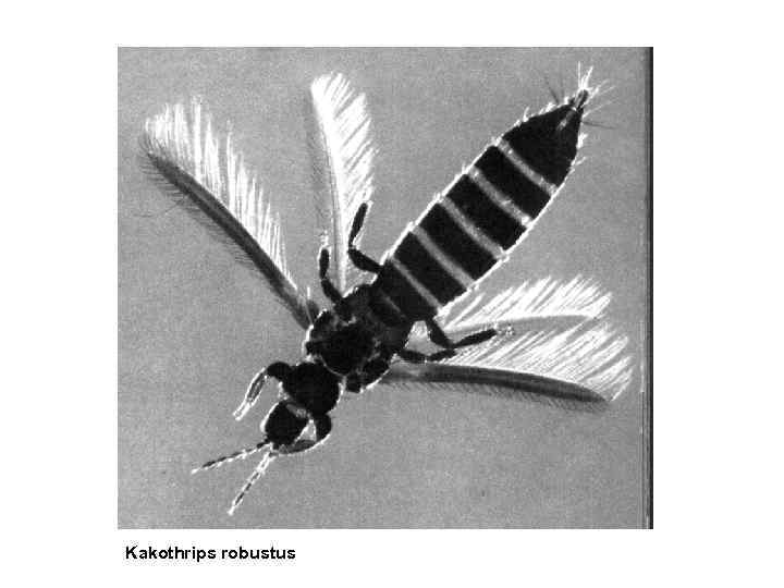 Kakothrips robustus 
