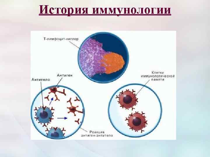 История иммунологии 