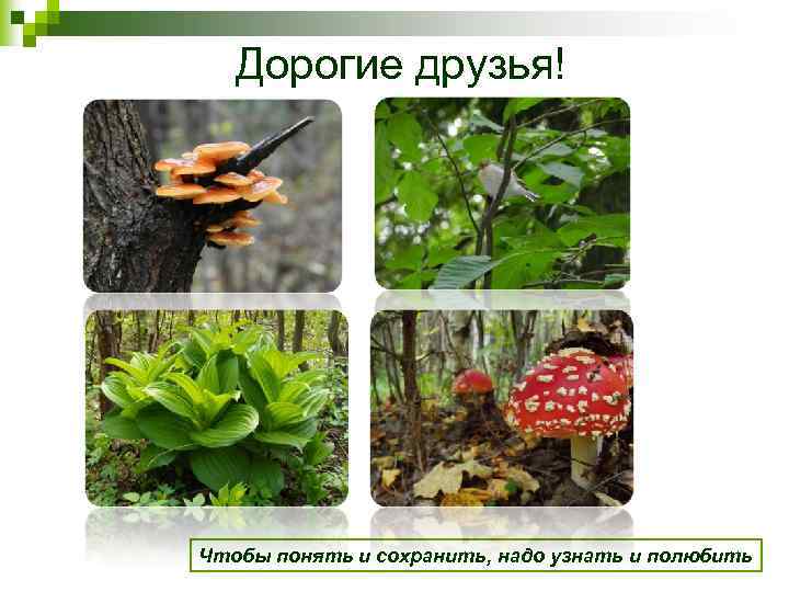 Дорогие друзья! Чтобы понять и сохранить, надо узнать и полюбить 