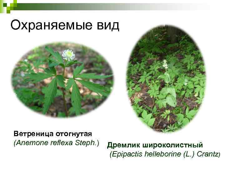3 Охраняемые вид Ветреница отогнутая (Anemone reflexa Steph. ) Дремлик широколистный (Epipactis helleborine (L.