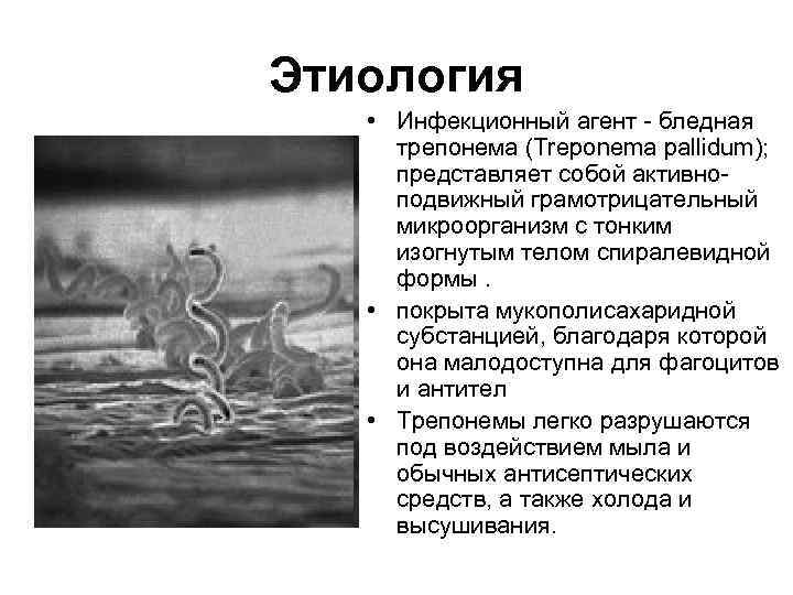 Этиология • Инфекционный агент - бледная трепонема (Treponema pallidum); представляет собой активноподвижный грамотрицательный микроорганизм