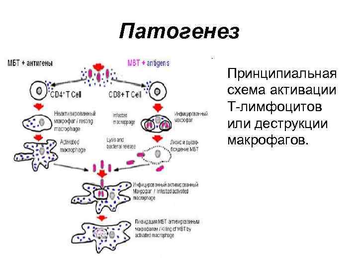 Патогенез Принципиальная схема активации Т-лимфоцитов или деструкции макрофагов. 