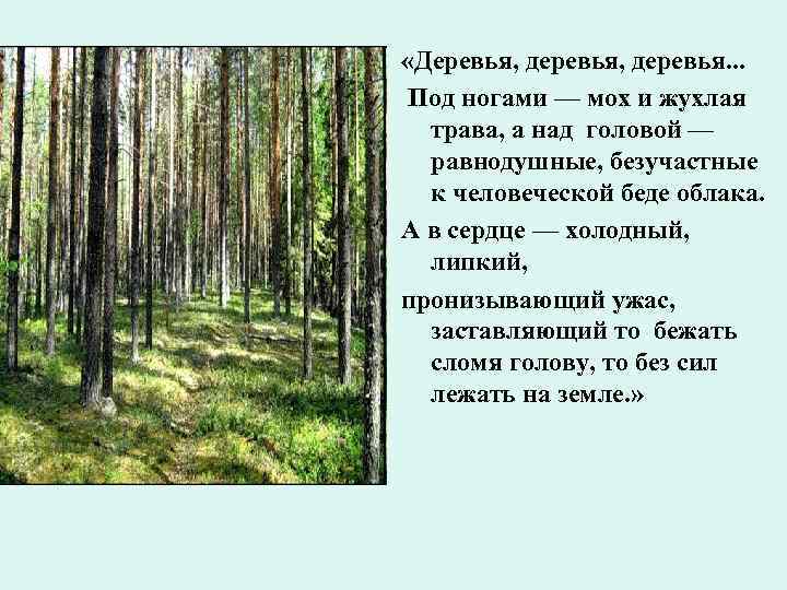  «Деревья, деревья. . . Под ногами — мох и жухлая трава, а над
