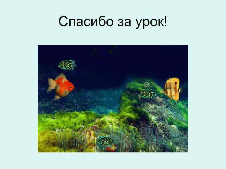 Спасибо за урок! 