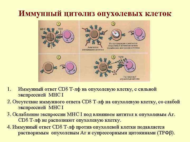 Иммунный цитолиз опухолевых клеток 1. Иммунный ответ CD 8 Т-лф на опухолевую клетку, с