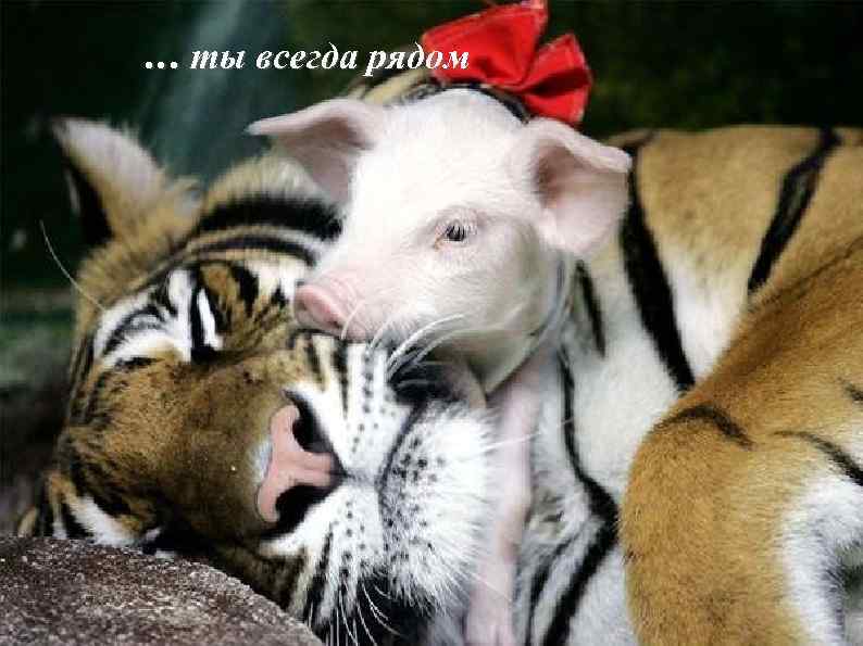 … ты всегда рядом 