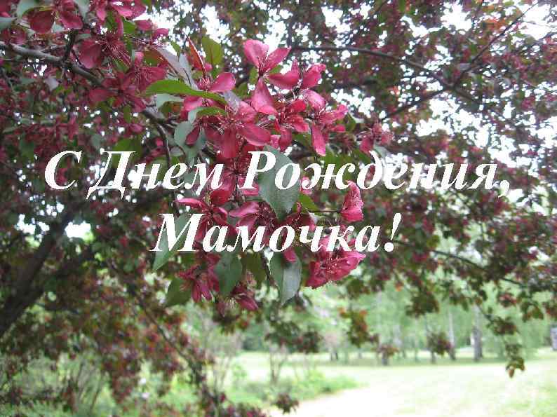 С Днем Рождения, Мамочка! 
