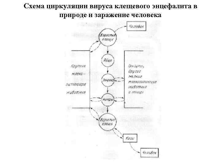 Схема циркуляции вируса клещевого энцефалита в природе и заражение человека 