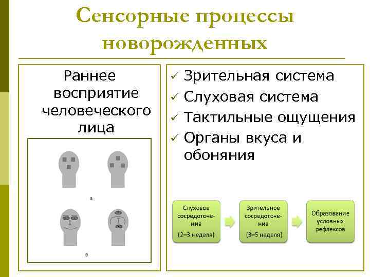 Сенсорные процессы новорожденных Раннее восприятие человеческого лица ü ü Зрительная система Слуховая система Тактильные